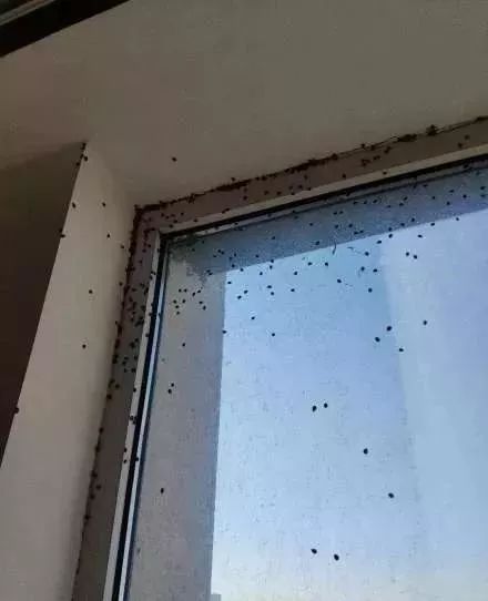 花大姐有什么毒性,花大姐对人体有毒吗