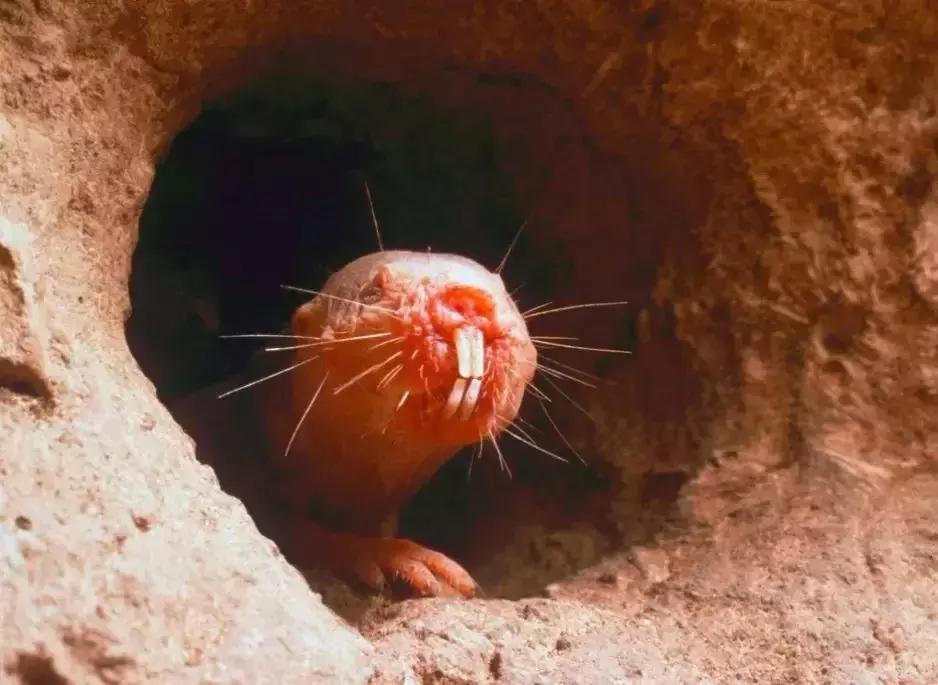 从猿进化到人的原因,从猿进化成人类的原因是什么