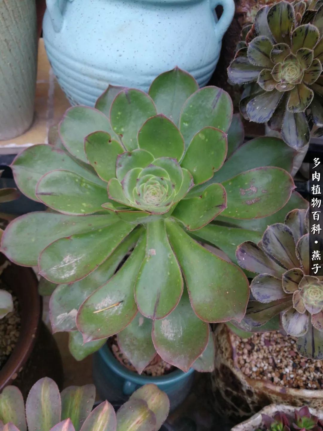 多肉法师什么季节摘心最好,多肉法师全锦好吗