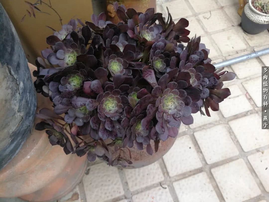 多肉法师什么季节摘心最好,多肉法师全锦好吗