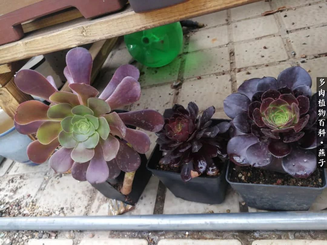 多肉法师什么季节摘心最好,多肉法师全锦好吗