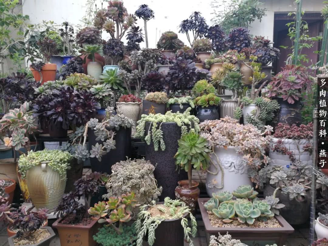 多肉法师什么季节摘心最好,多肉法师全锦好吗