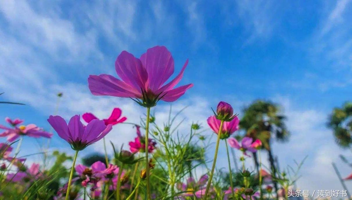 各种花的寓意及花语代表爱,黄玫瑰代表着哪些花语和寓意