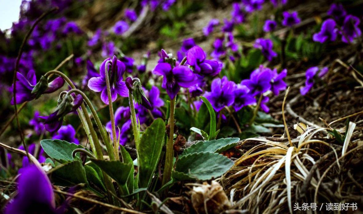 各种花的寓意及花语代表爱,黄玫瑰代表着哪些花语和寓意