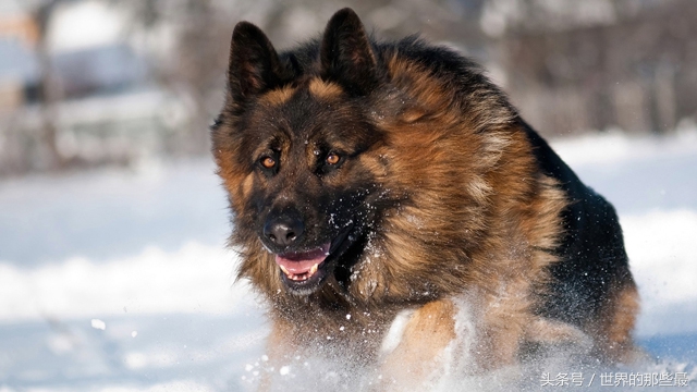 世界上最聪明的10种狗,世界上最聪明的五种狗狗排名