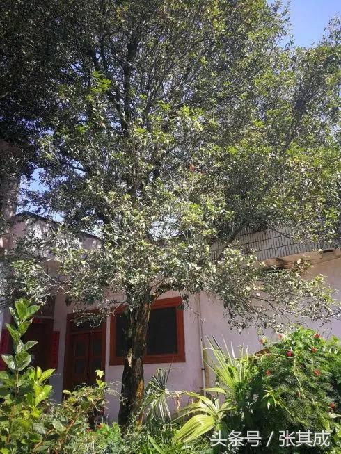 歙县中医馆,歙县国医馆