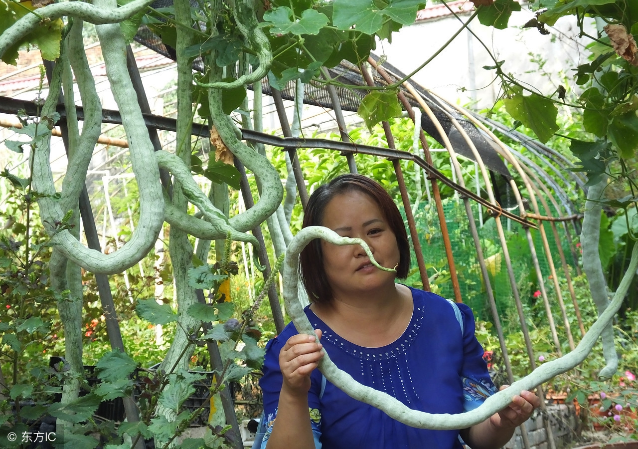 推荐6种豆角美食,6种豆角