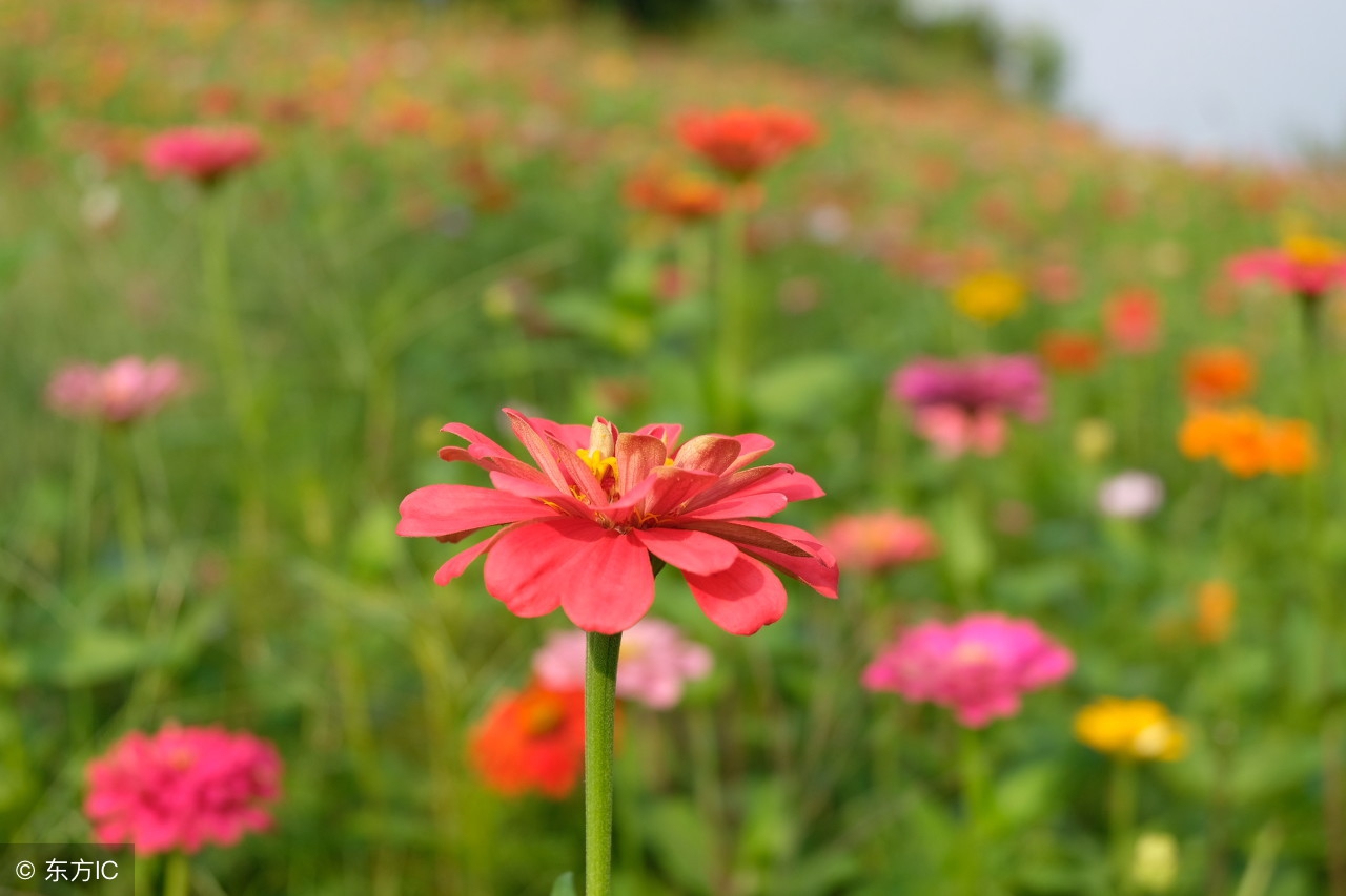 铁道兵战友抒情诗作一组,铁道兵诗歌100首