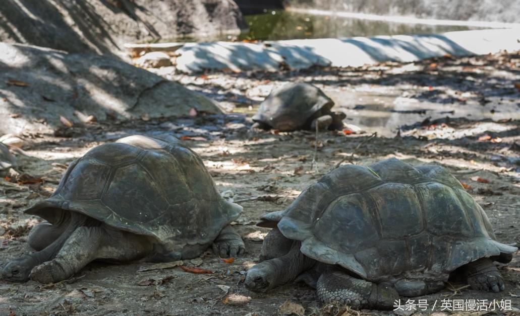 塞舌尔一场极致的海岛旅行附攻略,塞舌尔的海滩