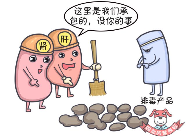 足贴、清肠丸、大麦若叶真的有效吗？揭秘朋友圈9大排毒网红