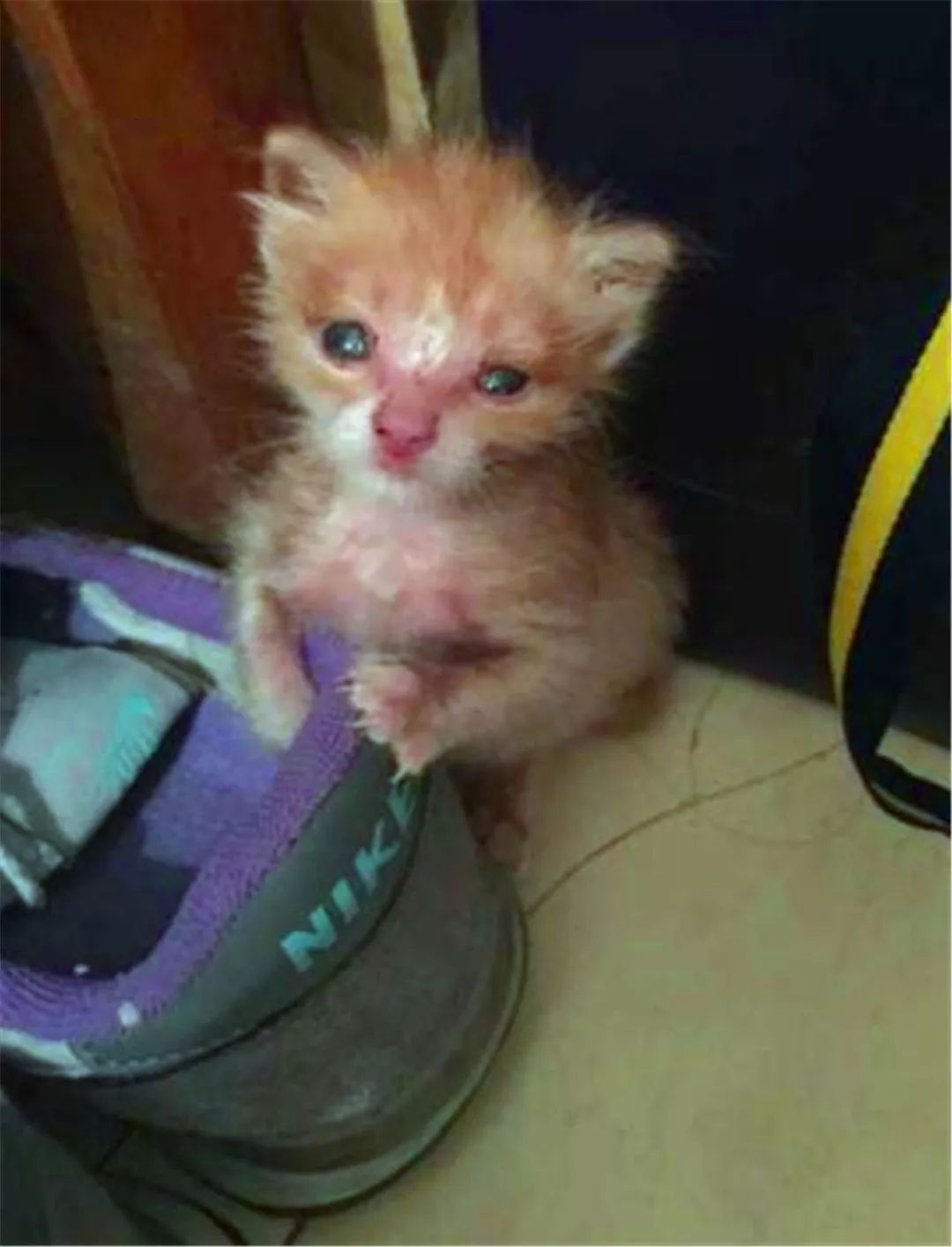 橘猫濒死前遇到善良学生，“偷渡”进寝室后，共同努力下救活猫咪