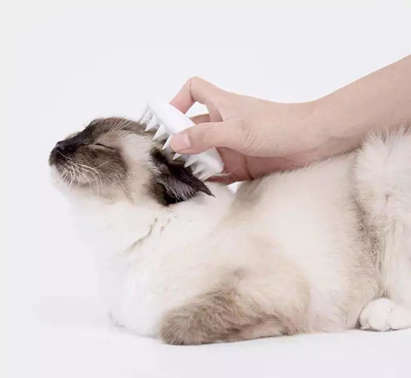 哈哈哈哈哈哈哈哈这届猫奴的智商有点高！