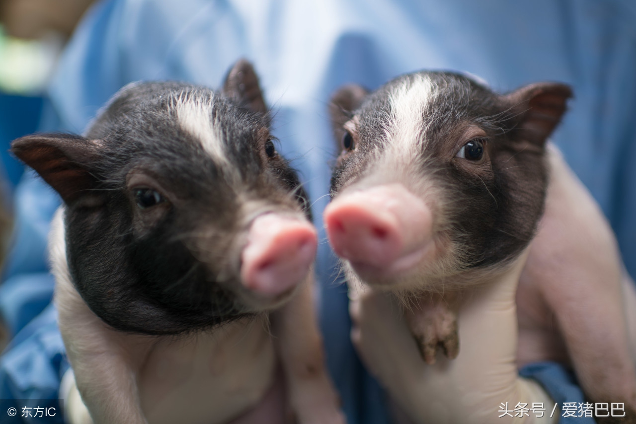 猪病大全及治疗方法猪拉稀,猪血痢如何防治