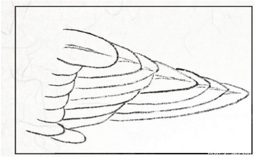 工笔禽鸟技法视频,工笔鸟翅膀画法
