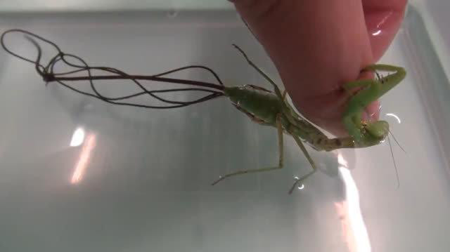 中国的铁线虫是入侵物种吗,铁线虫入侵是真实事件吗