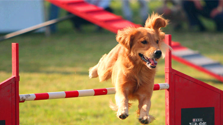 训狗最佳时期几个月,训狗14个基本知识