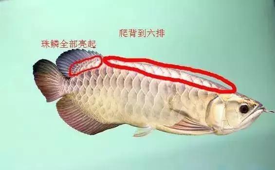 龙鱼怎么鉴别,龙鱼的特征都有哪些