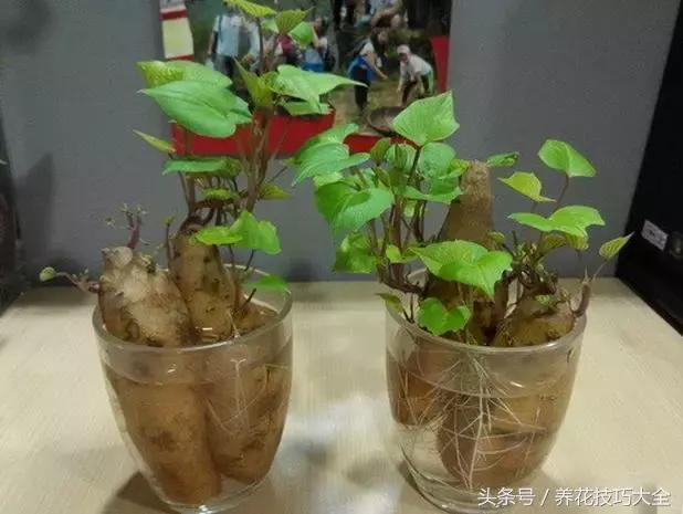 盆栽花生的变化,最好看的盆栽花生