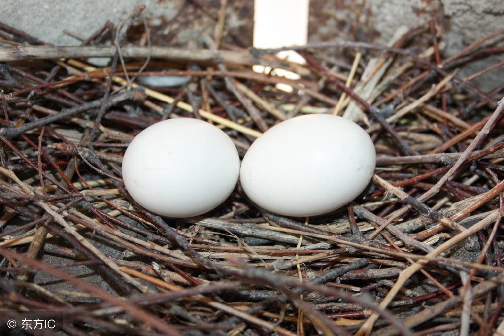 鸽子蛋和鹌鹑蛋哪个更适合儿童吃,鸡蛋鸽子蛋鹌鹑蛋哪个更适合宝宝