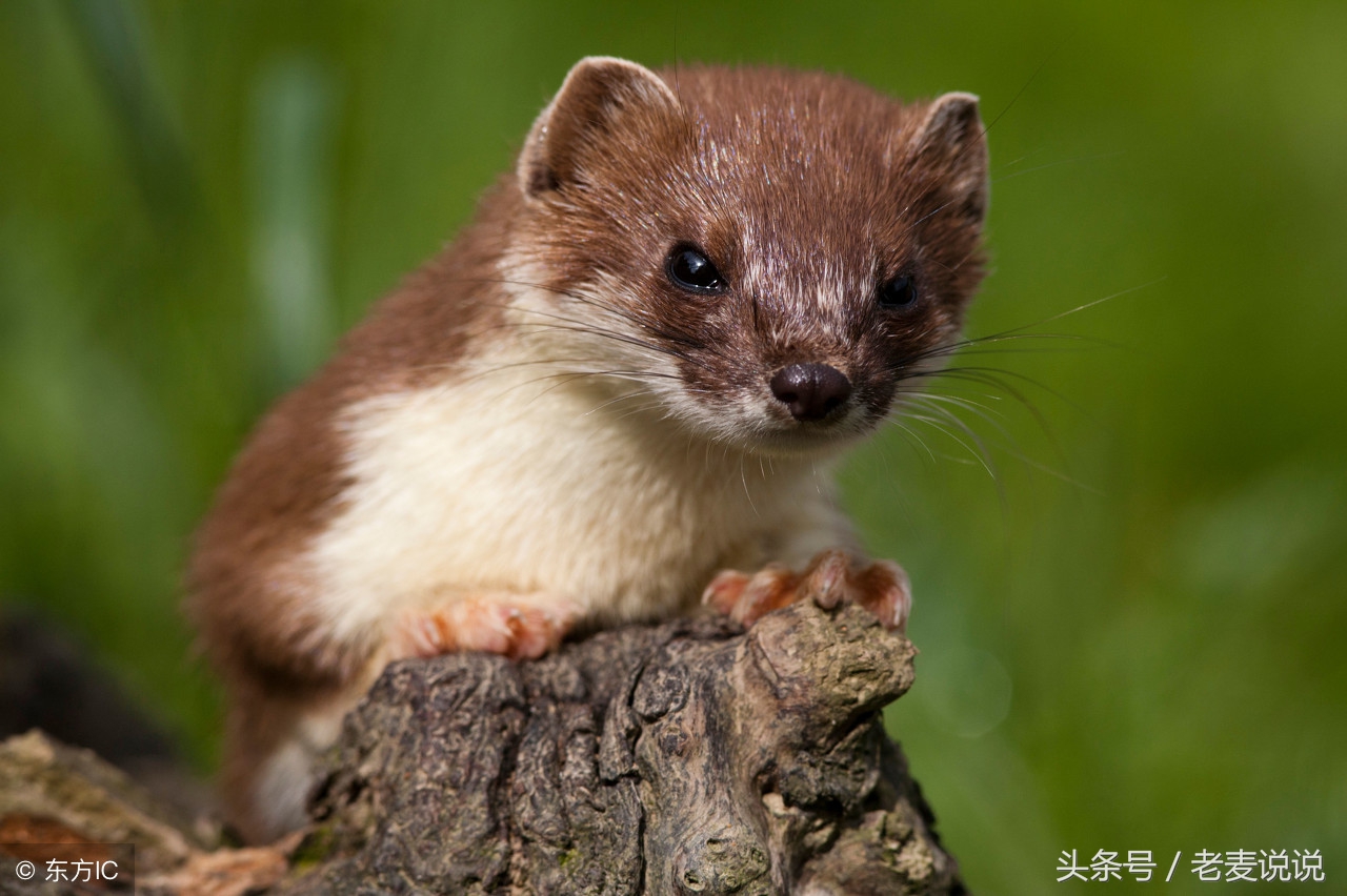 老麦说出马仙,老麦说说出马前症状