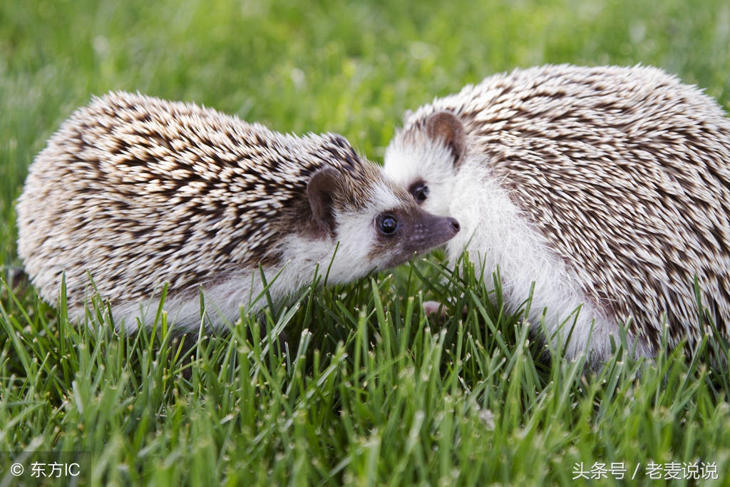 老麦讲出马全集,老麦说出马