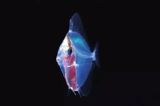 海洋探秘资料,海洋探秘鲨鱼