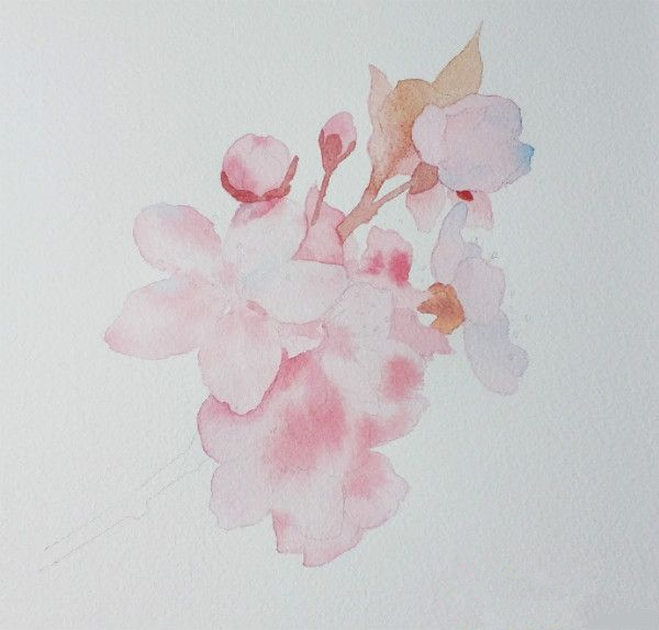 水彩画樱花初学者绘画步骤,樱花画法水彩教程视频