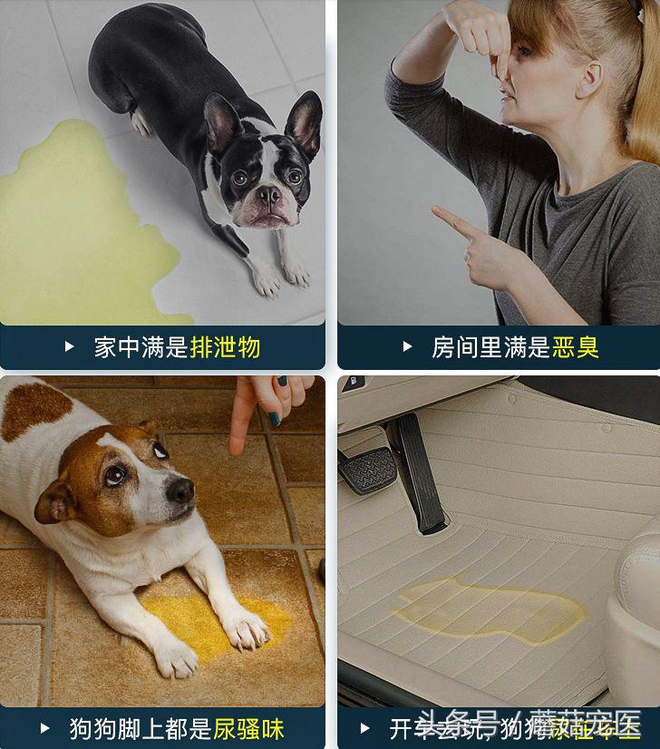 狗狗身上有臭味教你几招轻松解决,狗狗浑身散发着酸臭味是为什么