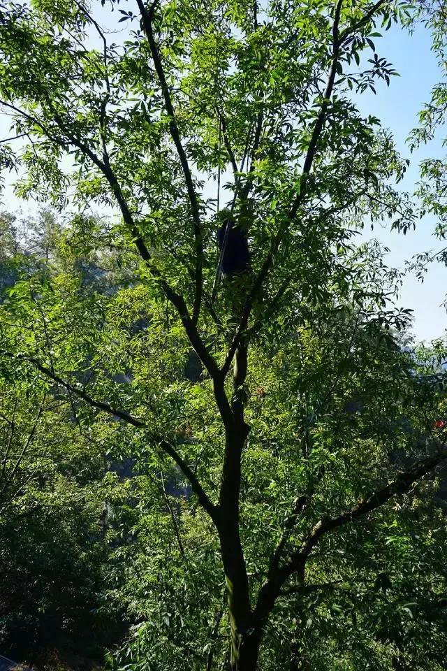 手剥山核桃制作过程,自制山核桃步骤