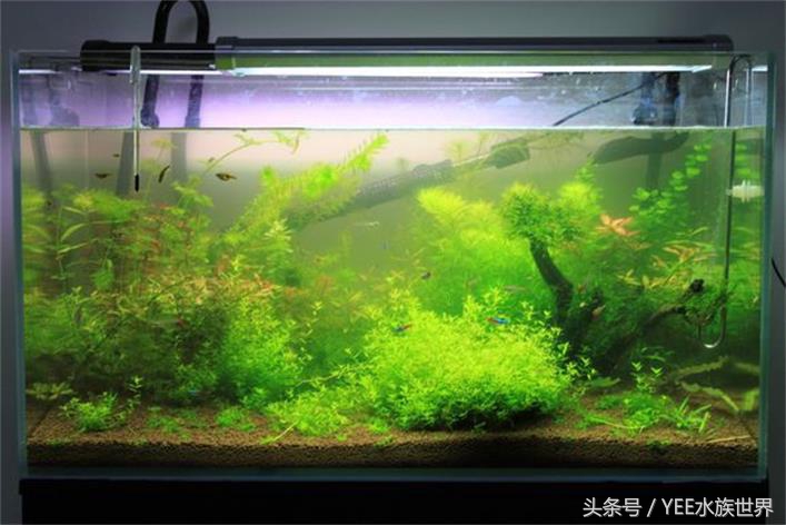 草缸开缸第一天就冒泡,草缸开缸第三天浑水