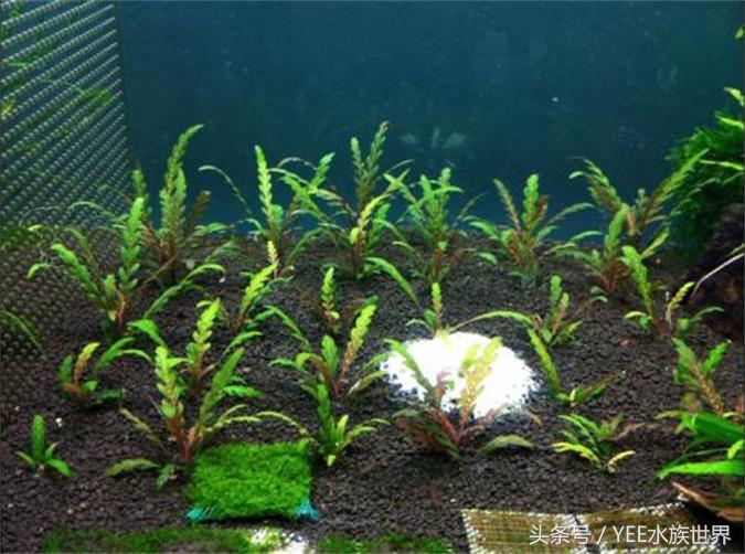 草缸开缸第一天就冒泡,草缸开缸第三天浑水