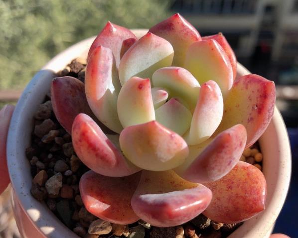 多肉白色的虫子怎么消灭,冬天多肉长白色的小虫子怎么办