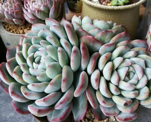 多肉白色的虫子怎么消灭,冬天多肉长白色的小虫子怎么办