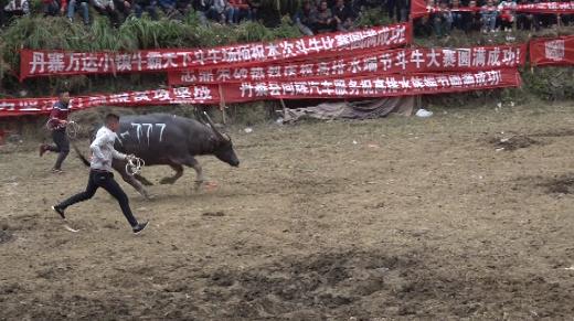 前呼后拥！777号“霸王龙”不负众望笑傲丹寨高排