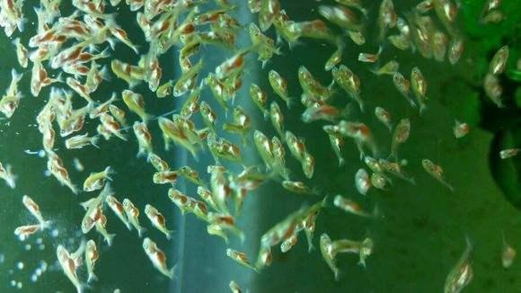 兰寿金鱼为什么一定要阳光饲养,兰寿金鱼用什么底砂