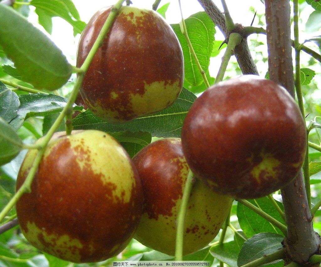 中药材大枣的储存,什么中药材可替代大枣