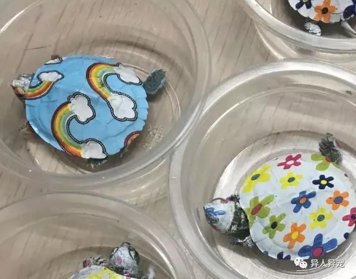 龟市行情回顾,龟市低迷却是新人入手的最好时机