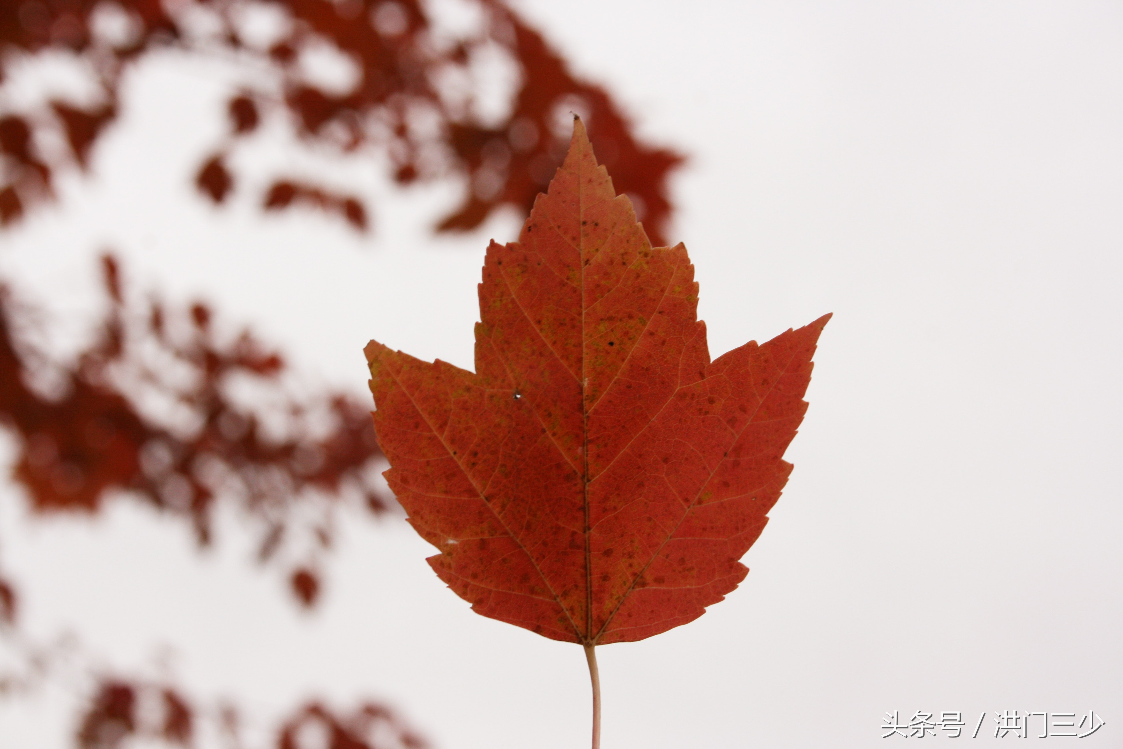 感冒了怎么治疗有效,感冒了怎么治疗最搞笑
