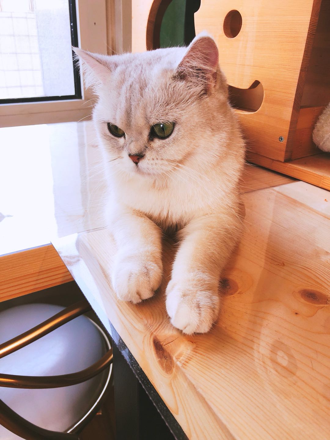 猫咪主题餐厅,大型撸猫现场曼谷猫咪咖啡馆推荐