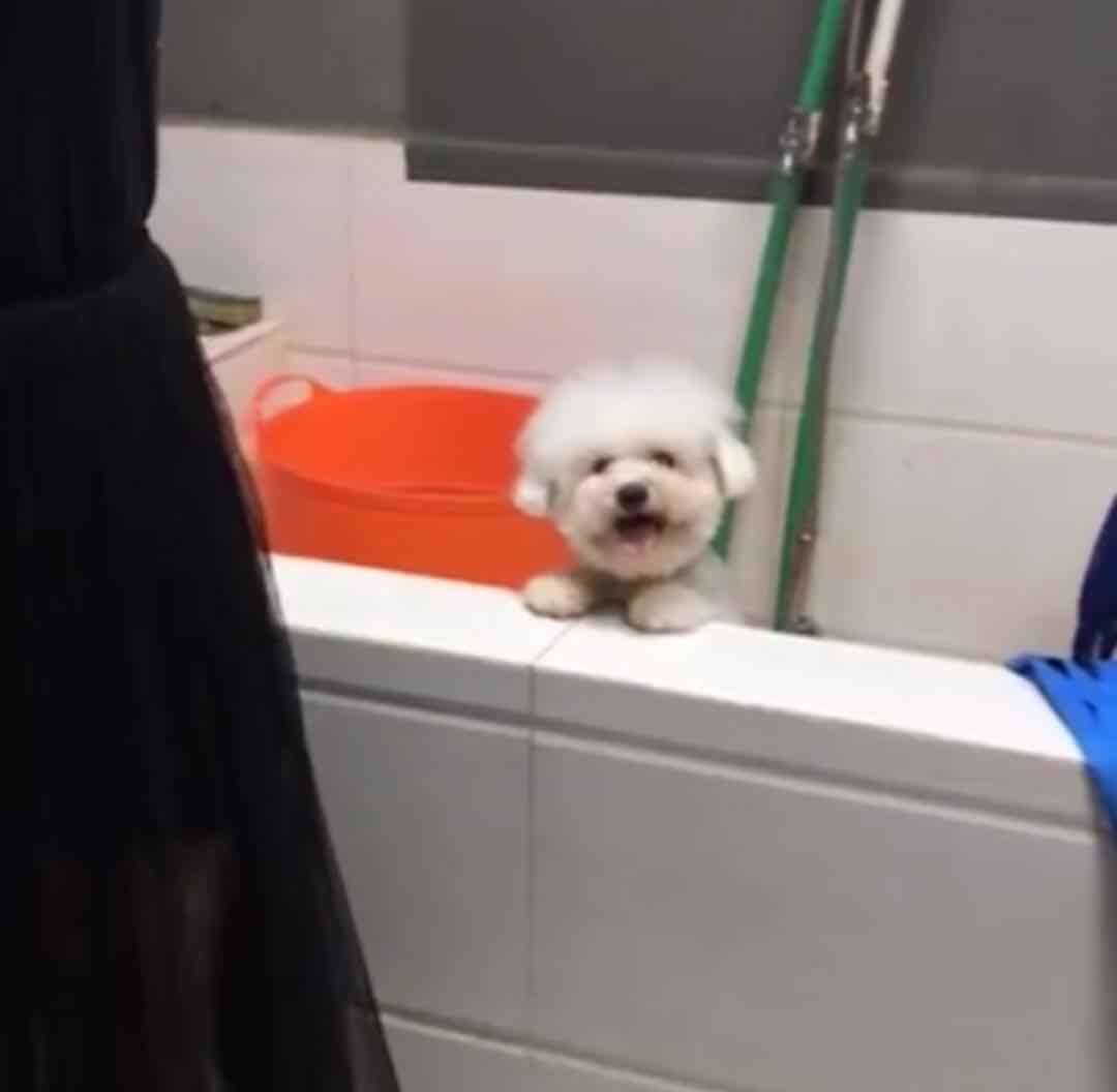 比熊不能遛很爱脏,比熊犬什么时候可以洗澡