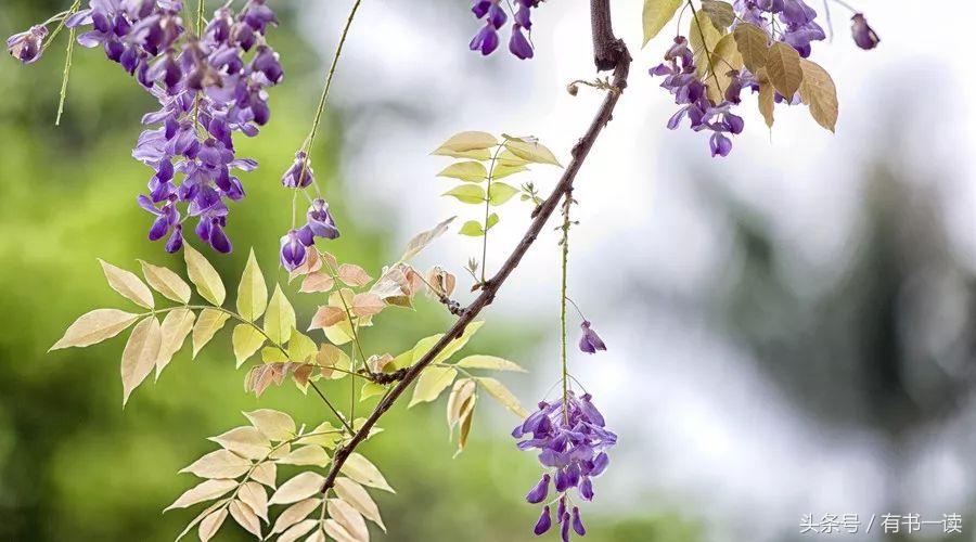 七月与安生作者安妮宝贝,读安妮宝贝《七月与安生》有感