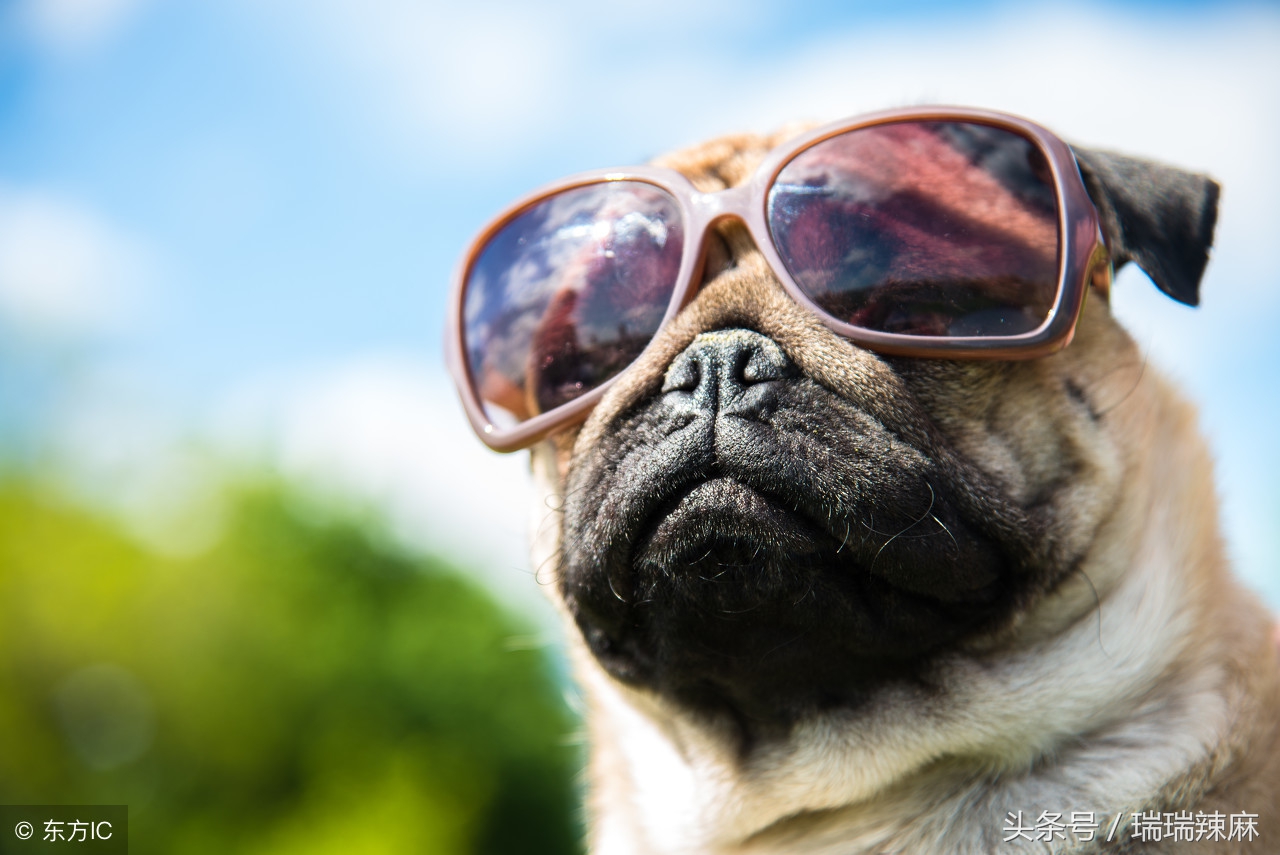 狗狗皮肤全部发红是怎么回事,狗狗皮肤发红怎么回事