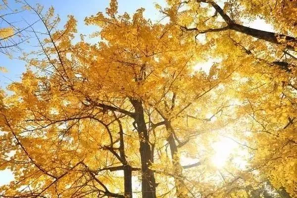 秋在广东很珍贵，若不细心寻找，它便静静地离开了