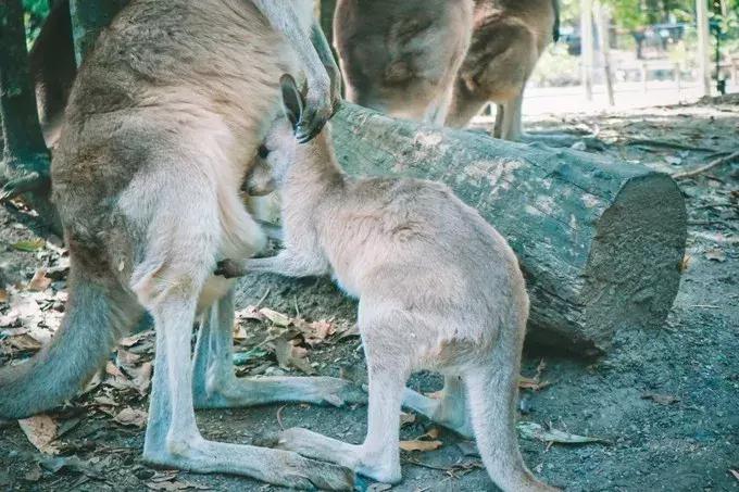 澳大利亚凯恩斯大堡礁旅游,凯恩斯绿岛大堡礁游记