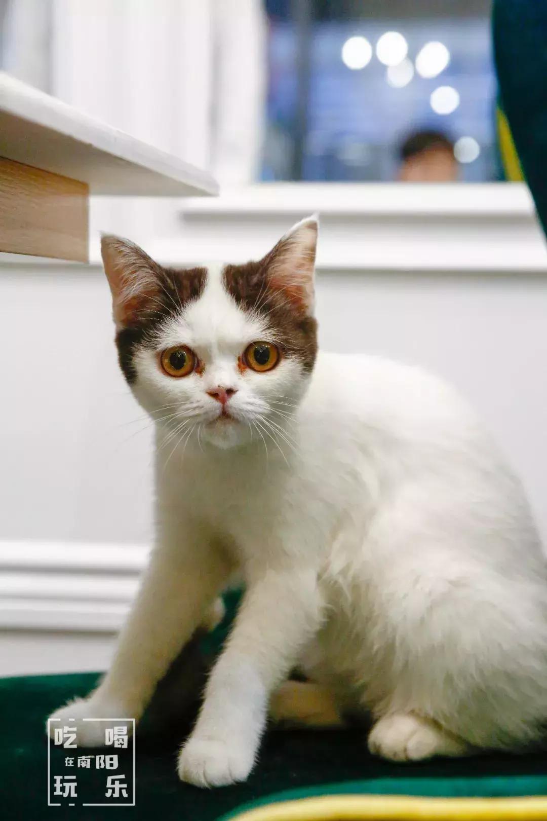 南阳shou家全透明撸猫咖啡馆！有手臂长的牛排！面包届的法拉利！