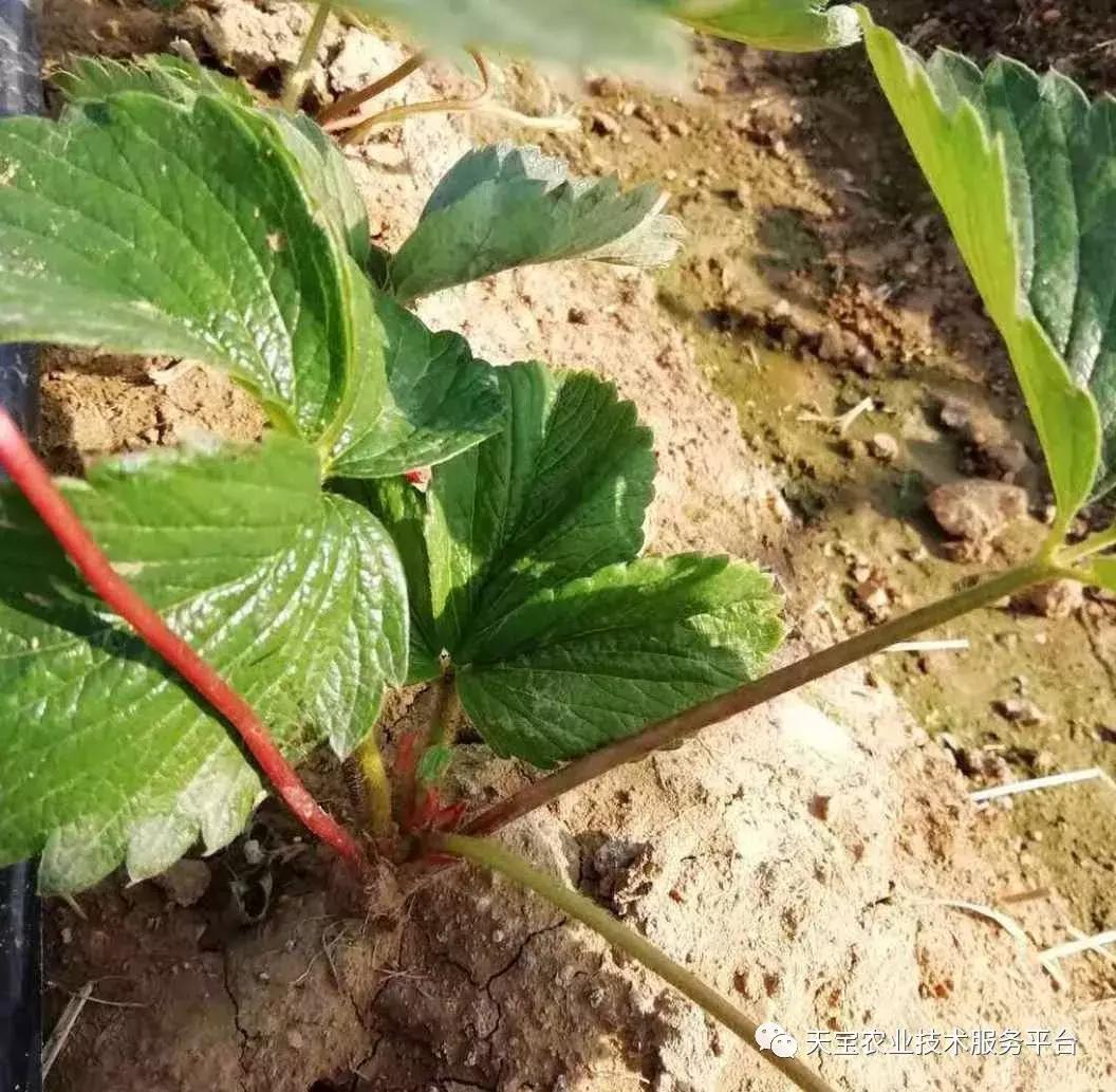 草莓不出花芽,草莓花芽分化的最佳方法