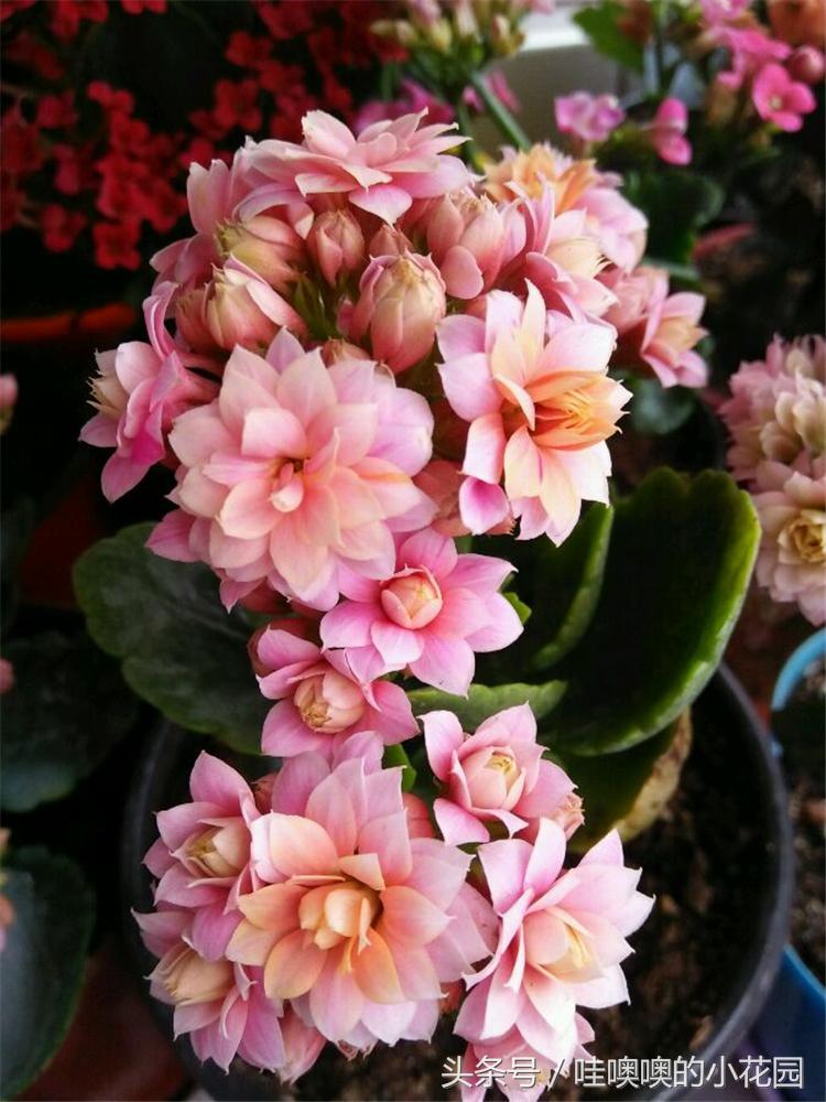 长寿花花后修剪了导致枯萎,长寿花花开谢了怎么剪掉