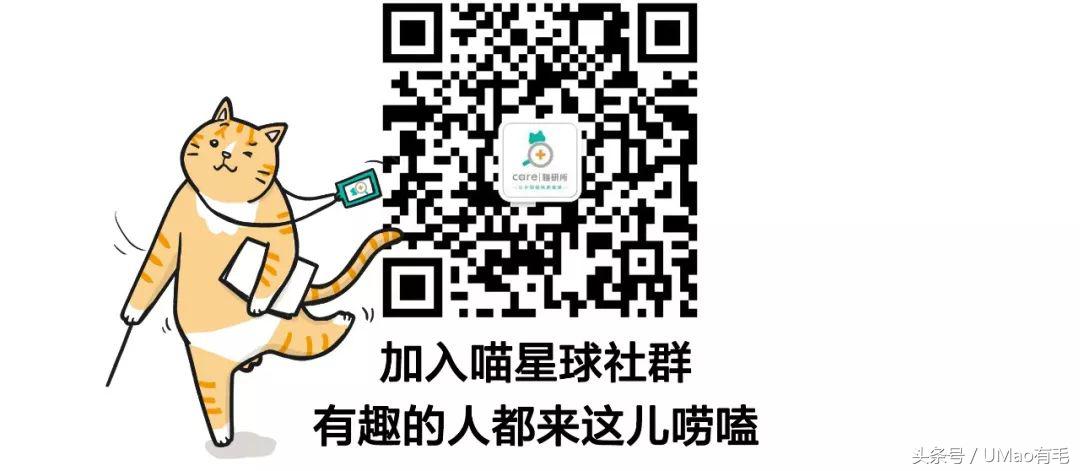 养猫人才懂的8大迷惑事件,养猫被忽悠的那些事