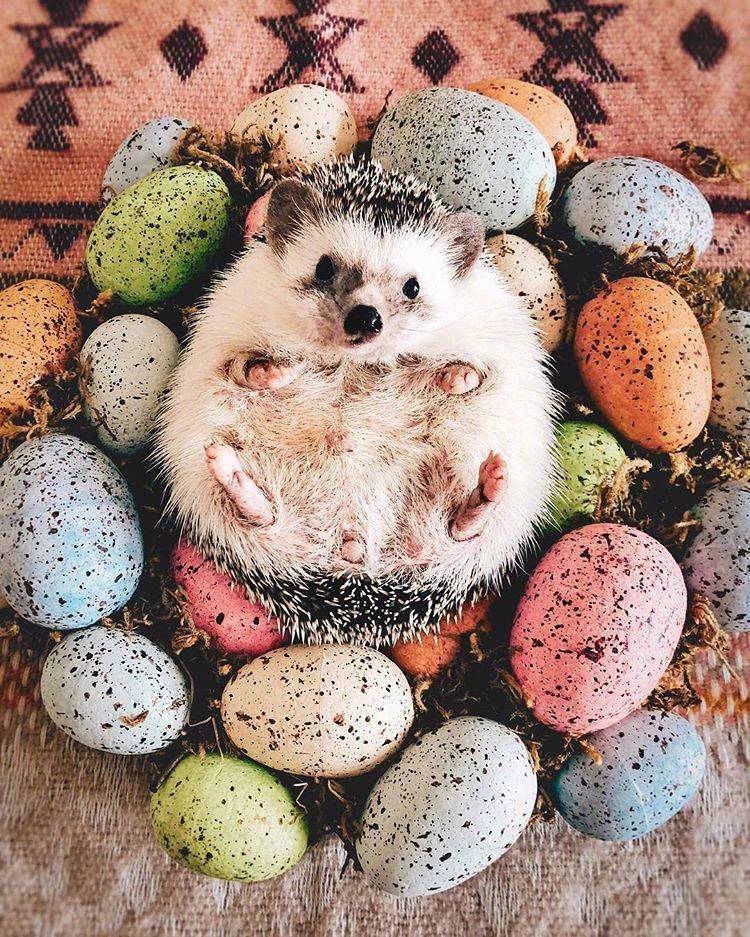 真正的小刺猬的图片,小刺猬图片