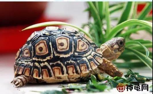 一篇帮你搞定龟冬眠的护养!(总结篇)